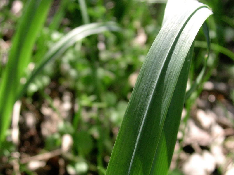 Allium pendulinum / Aglio pendolino